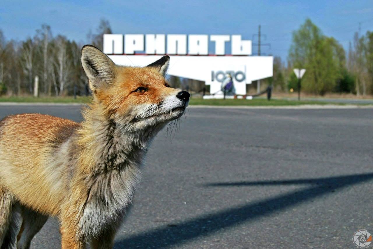 Лиса в городе фото