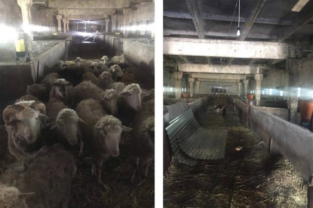 рассекретили спиртзавод, замаскированный под овечью ферму