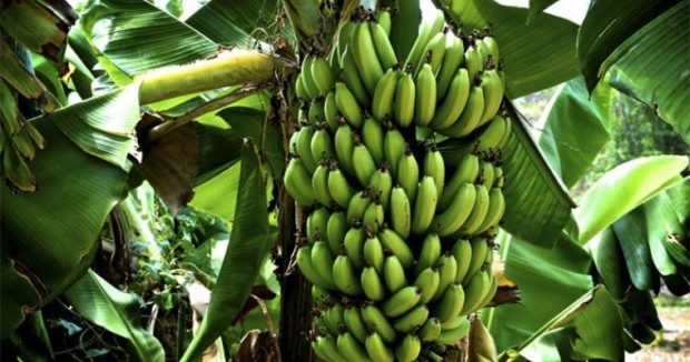 банановая ферма под Киевом