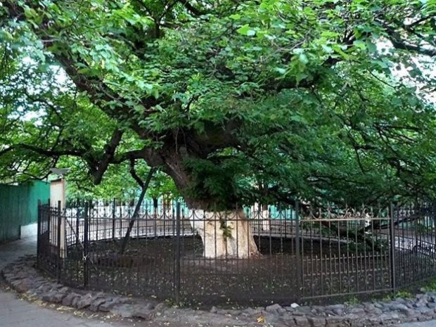 Старокиевская липа, Киев