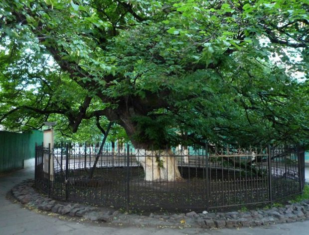 Древняя липа Петра Могилы, Киев