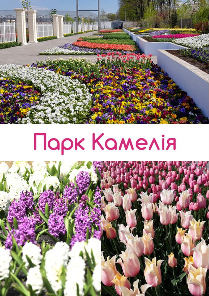 Частный мини-парк Камелия Киев