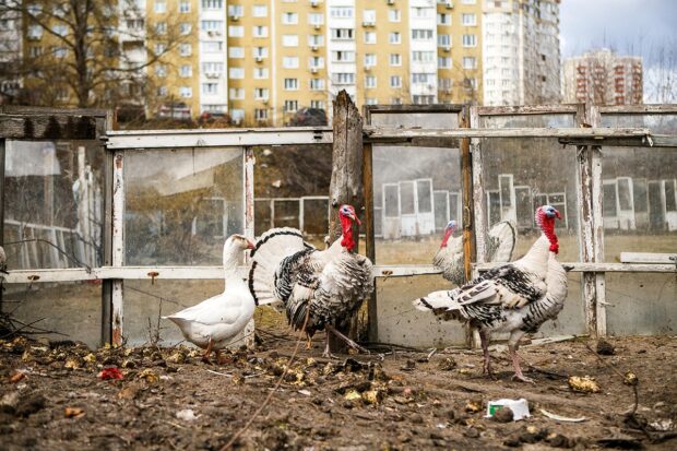 Киевские трущобы