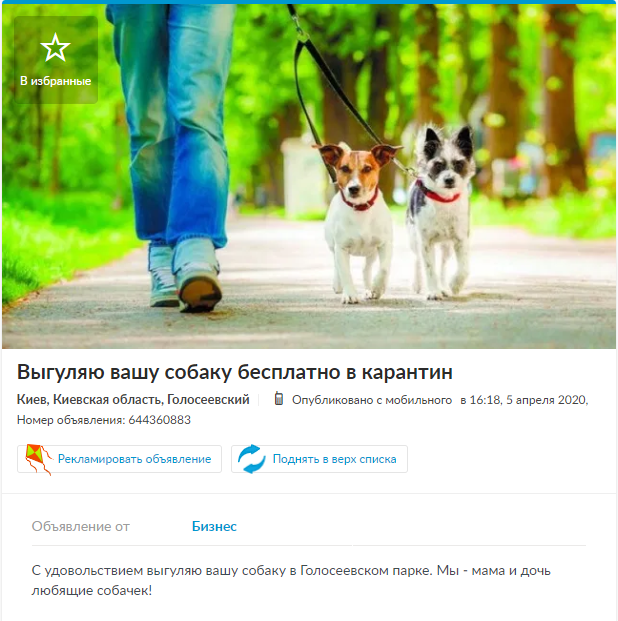 Объявление о выгуле собаки бесплатно, Киев