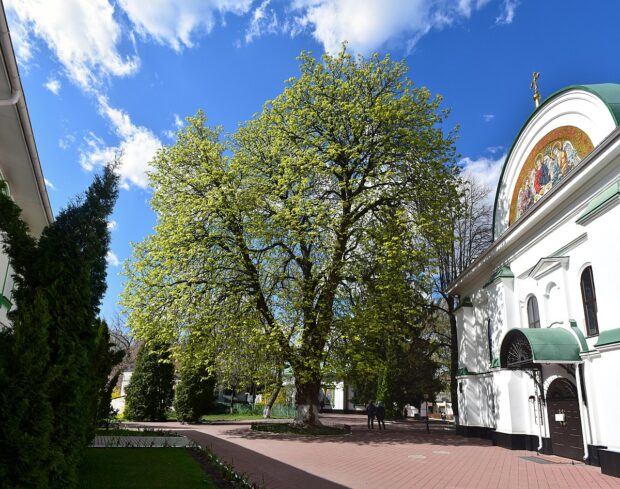 Каштан Петра Могилы