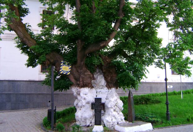 Липа Феодосия Печерского