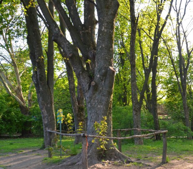 Клен Казакова