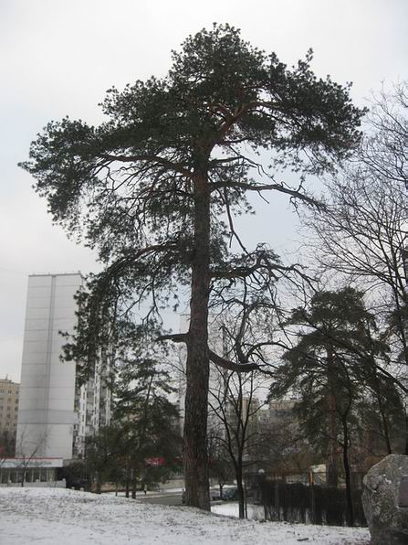 Сосна Нестерова
