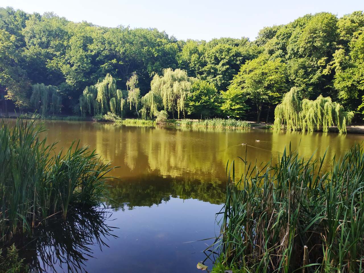 Голосеево Киев парк Рыльского