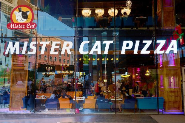 Mister Cat