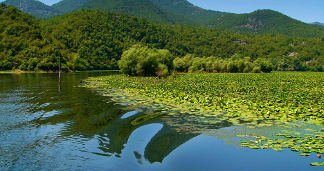 скадарское озеро, черногория