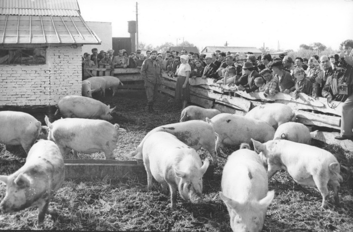 Кубинський гість на колгоспній свинофермі