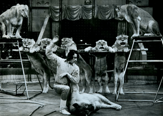 Дресирувальник Володимир Шевченко з тваринами