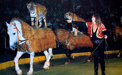 Дресирувальник Володимир Шевченко