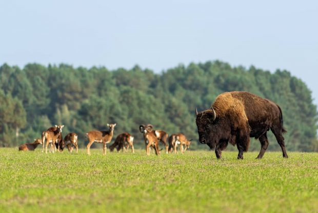 https://my-kiev.com/wp-content/uploads/2021/07/ecopark_medvino_1626208258994786.jpg