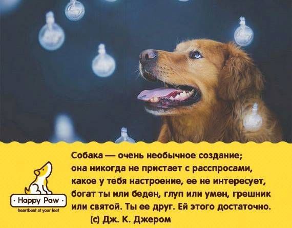 Благотворительный фонд «Happy Paw»