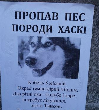 пропала собака