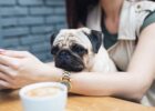 Не залишай хвостика вдома: топ-10 pet-friendly місць Києва