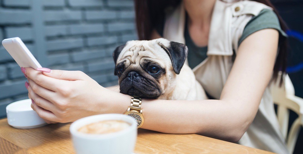 Не залишай хвостика вдома: топ-10 pet-friendly місць Києва