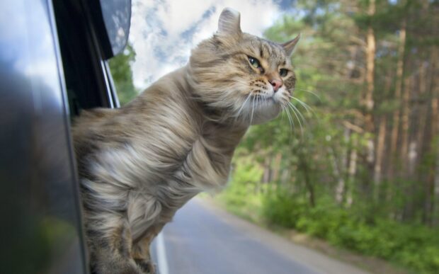 Як перетнути разом кордон