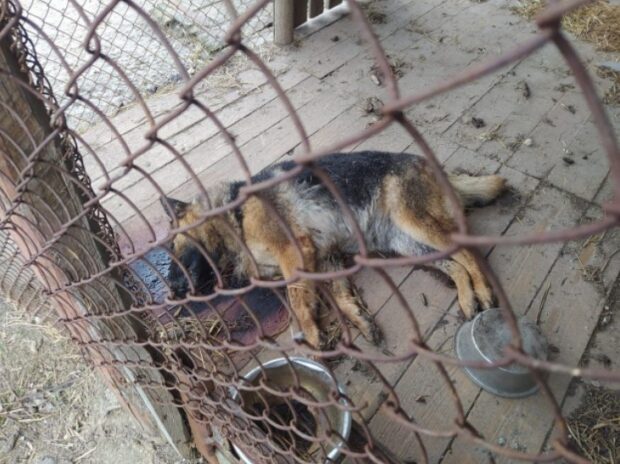 Окупанти вбили собаку на Чернігівщині 