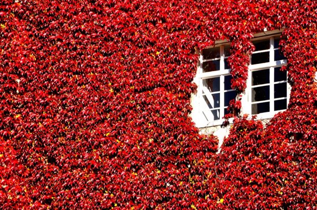 Дівочий виноград на фасаді будівлі, Австрія