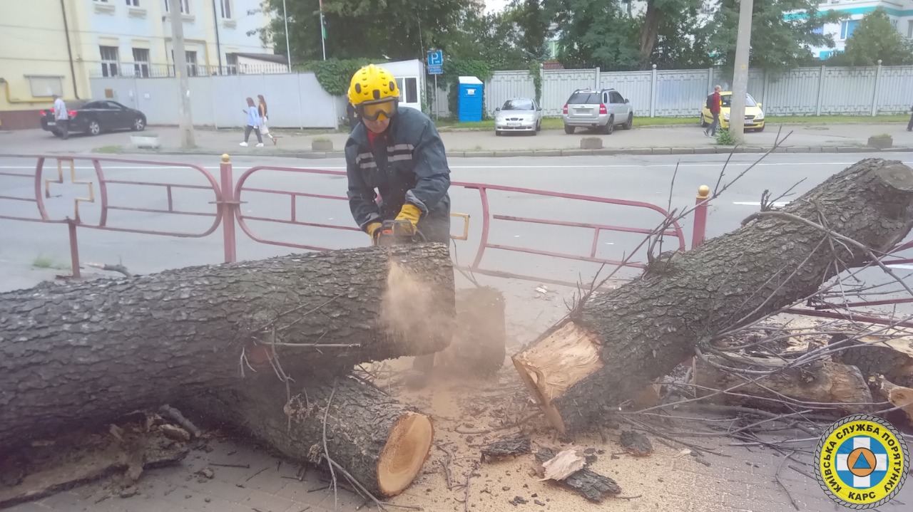 дерево