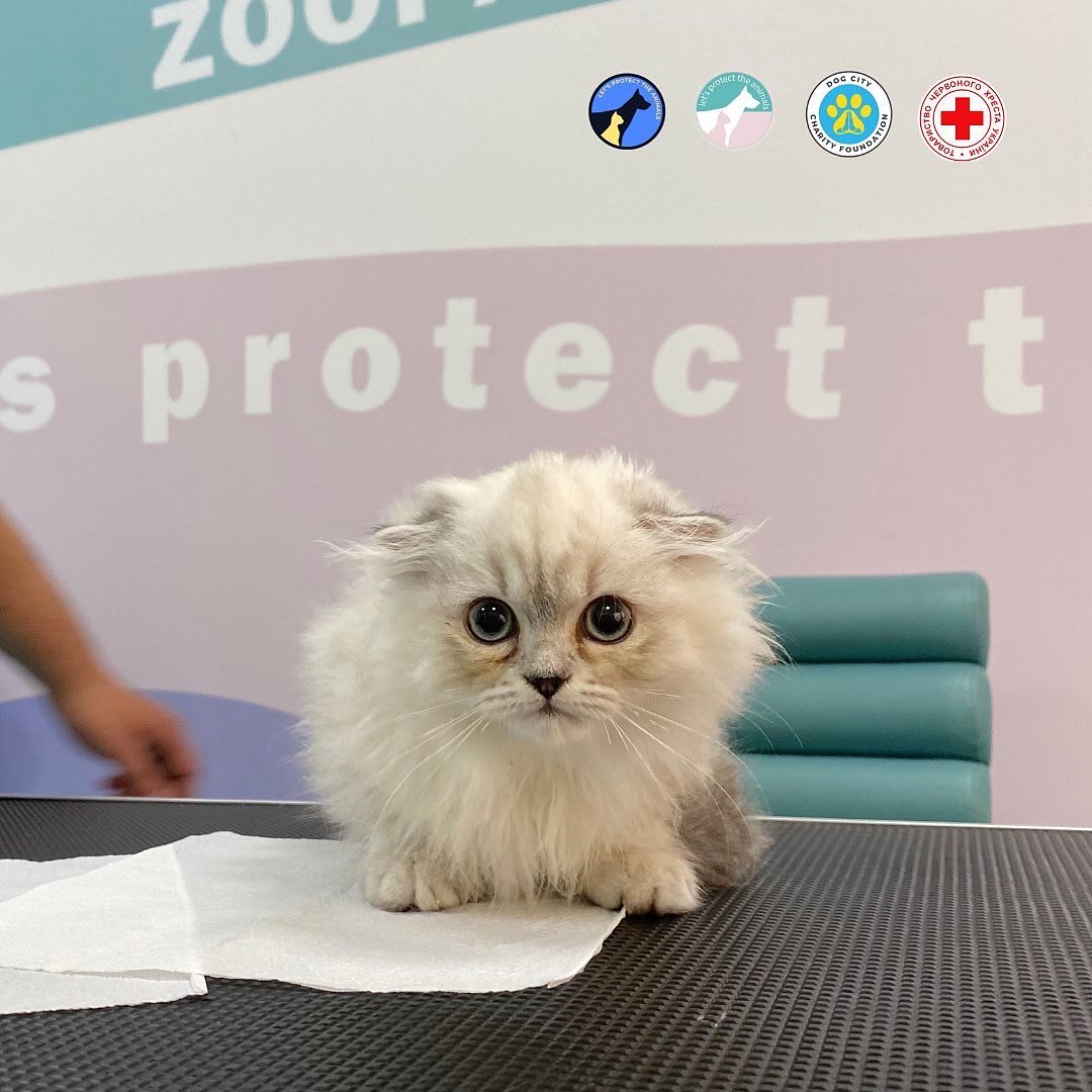 котик