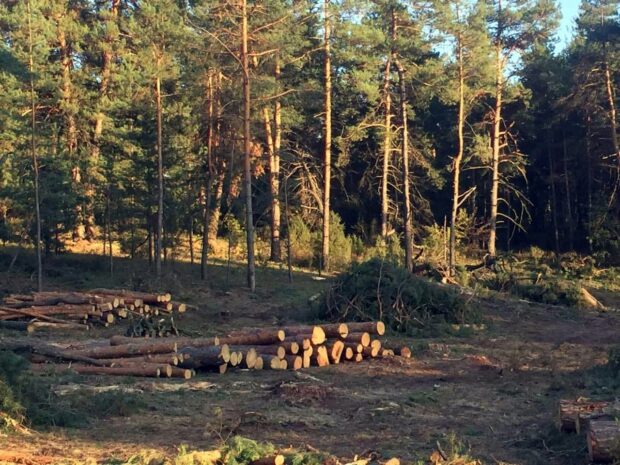 ліс вирубка