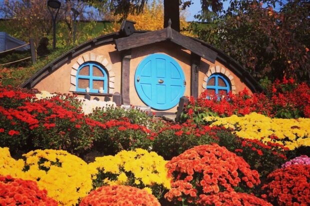 хризантеми