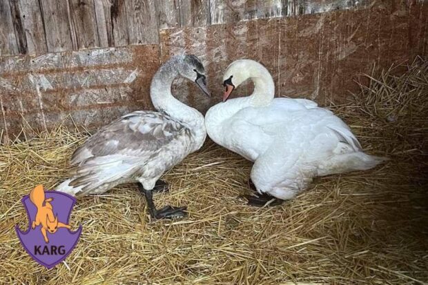 На Київщині зоозахисники врятували двох лебедів, в яких стріляли браконьєри