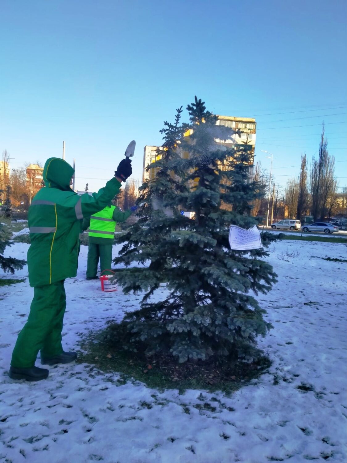 У Києві хвойні дерева обробляють репелентами, щоб убезпечити їх від незаконної вирубки
