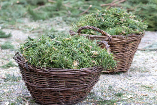 Кияни здали в пункти утилізації 4000 новорічних дерев