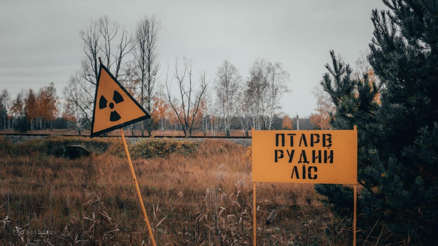 рудий ліс Чорнобиль