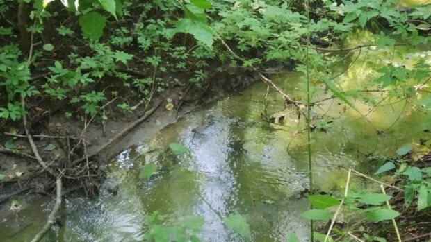 Природний об’єкт «Заплава орхідей» оголошено ботанічною пам’яткою природи місцевого значення