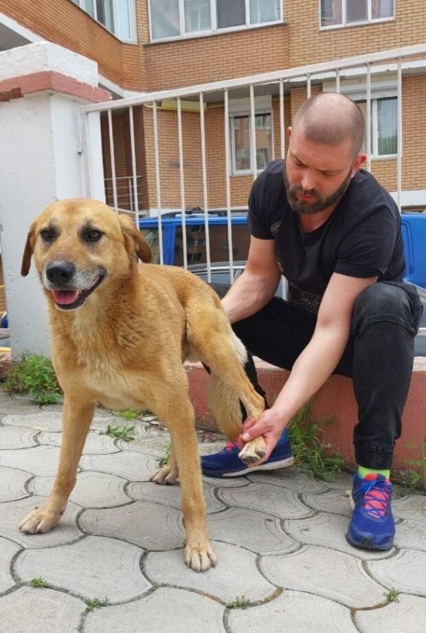 Лікарі муніципальної ветклініки надали допомогу першим тваринам із Херсонської області