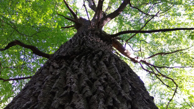 Дуб на Лисій горі 