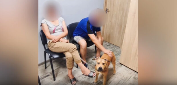 Тримали в спеку на балконі: на Київщині врятували пітбуля Герду