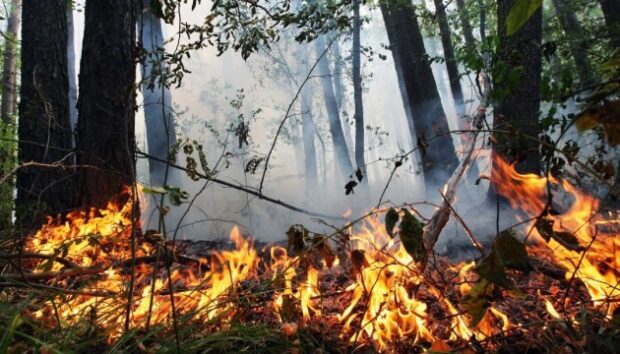 У Києві до 8 вересня утримається надзвичайний рівень пожежної небезпеки – Укргідрометцентр