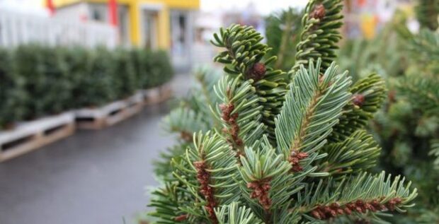 У лісових господарствах Київщини стартує продаж новорічних дерев