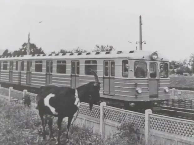 Рогата худоба поблизу станцій київського метро