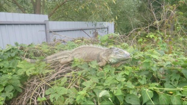 Ігуана на городі