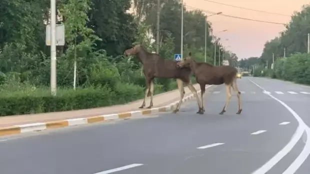 Лось на дорозі