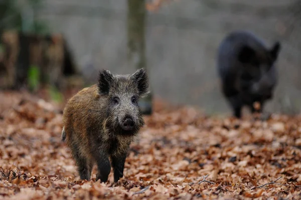 Дикі кабани