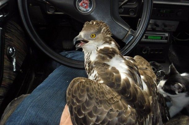 Дикі птахи в Києві