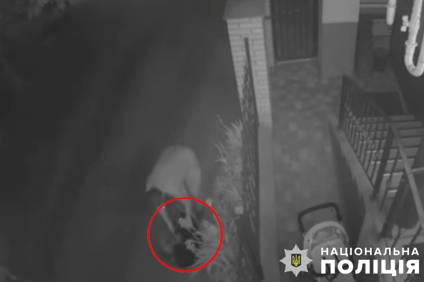 Схопив собаку та кинув об асфальт: у Києві повідомили про підозру чоловікові у жорстокому поводженні з твариною