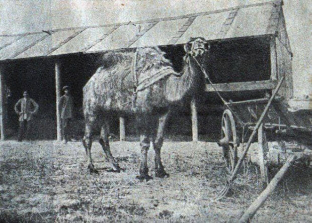 Верблюд у Києві у 1917 році