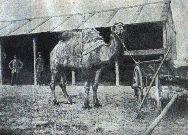 Верблюд у Києві у 1917 році