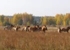 коні Пржевальського
