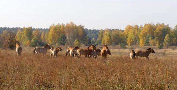 коні Пржевальського